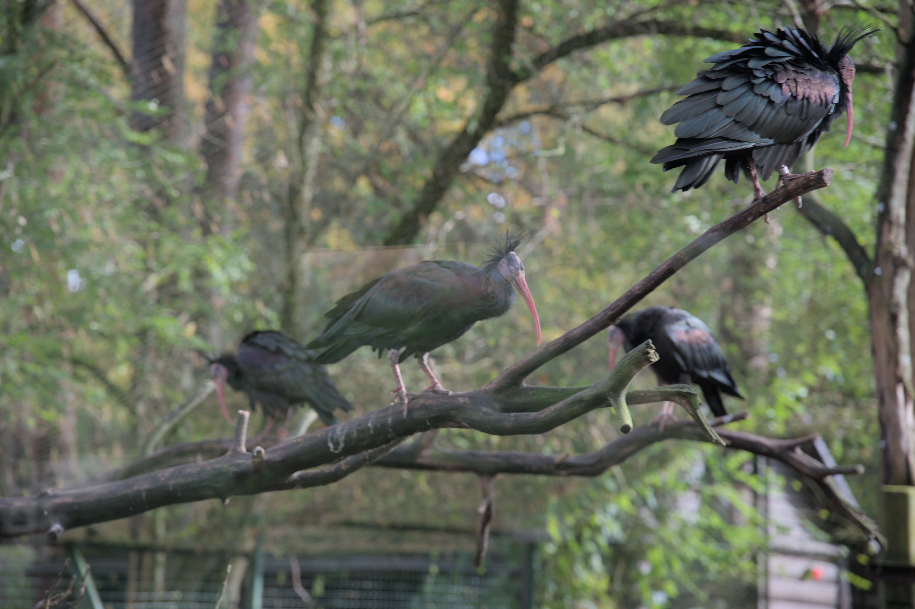 2025/10/12 - zoo/DSC_0028.jpg